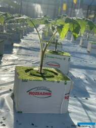 Rozsada pomidora szczepionego po ogłowieniu (fot. Rozsadnik)