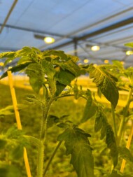 Początek tworzenia się grona kwiatowego pomidora na etapie rozsady (fot. Rozsadnik)