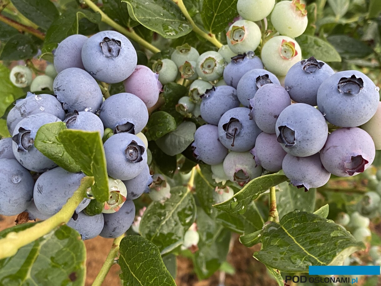 borówka owoce