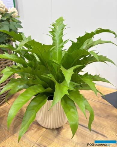 Asplenium antiquum ‘Yuaspgio’ Gioia_Konkurs Nowości IPM Essen 2025_fot. A. Cecot