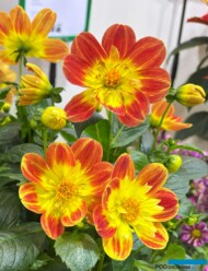 Dahlia Summer Bees Red Star_DummenOrange_IPM Essen_fot. A. Cecot