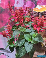 Salvia Rockin Red Flamingo__ProvenWinners_IPM Essen 2025_fot. A-Cecot
