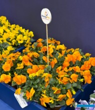 Viola cornuta_PennyPro Orange_Syngenta Flowers_IPM Essen 2025_fot. A-Cecot