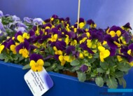 Viola cornuta_PennyPro Yellow with Purple Wing _Syngenta Flowers_IPM Essen 2025_fot. A-Cecot