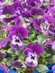 Viola cornuta_PennyProVioletFace_Syngenta Flowers_IPM Essen 2025_fot. A-Cecot