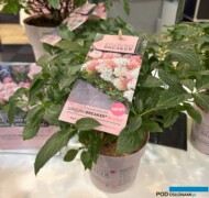 Hydrangea paniculata GROUNDBREAKER® BLUSH ‘LC NO21’_IPM Essen 2025_fot. A-Cecot