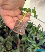 Ukorzeniona sadzonka RCS 2.0 pelargonii, nadająca się do ręcznego doniczkowania_Selecta One_IPM Essen 2025_fot. A. Cecot