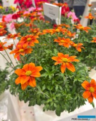 Bidens Eldoro Up Orange_SelectaOne_IPM Essen 2025_fot. A. Cecot