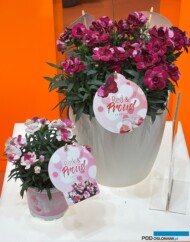 Dianthus Pink & Proud (mniejszy) i Red & Proud (nowość) z ekspozycji przedsiębiorstwa Dümmen Orange_IPM Essen 2025_fot. A. Cecot