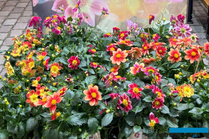 Dalie SummerBees_DummenOrange_Targi IPM Essen2025_fot. A-Cecot_