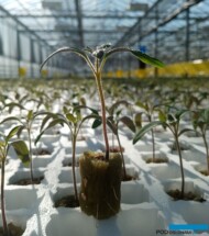 Siewka pomidora (fot. Rozsadnik)