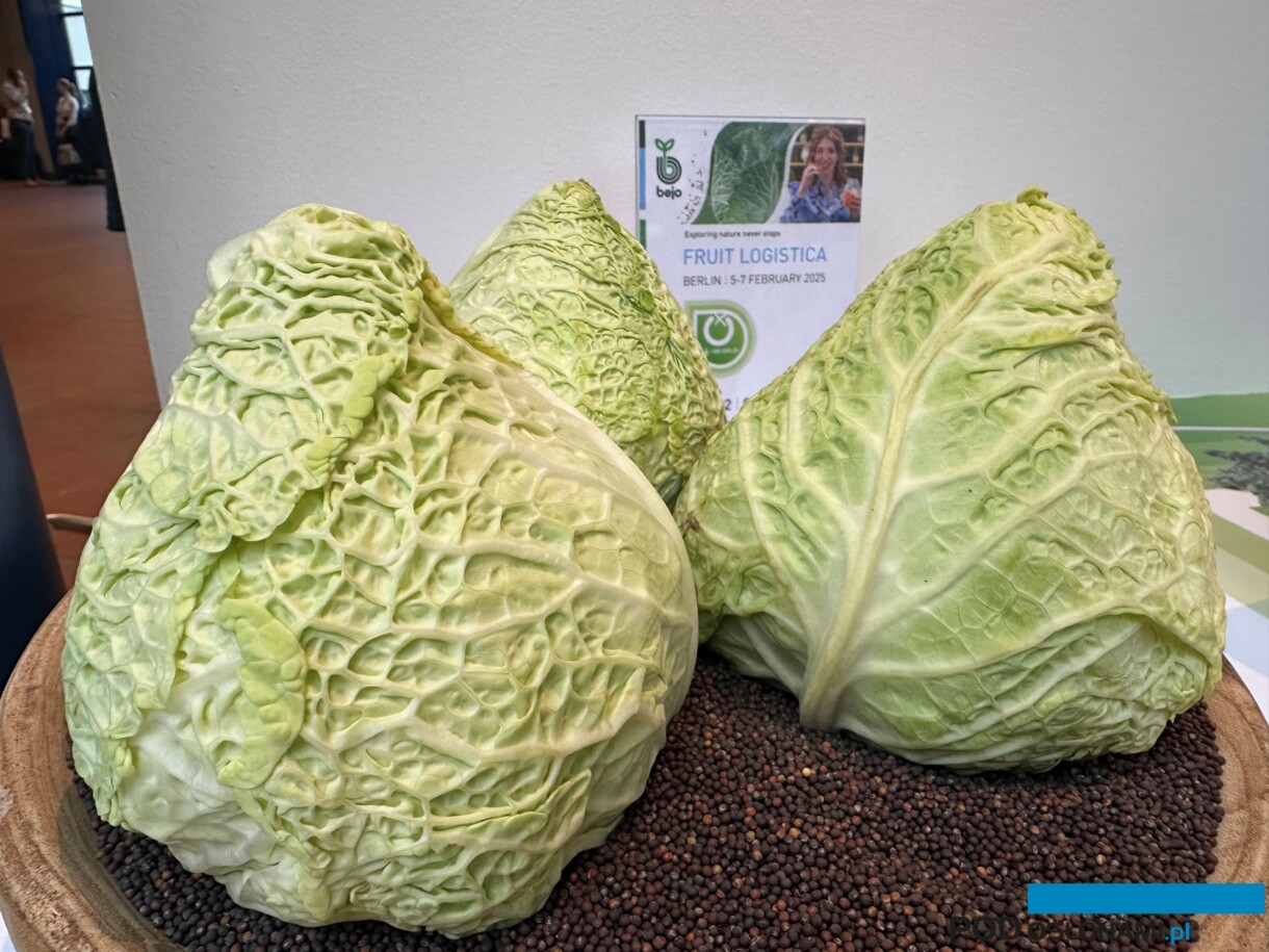 Kapusta włoska Samantha, o stożkowych główkach - odmiana z oferty formy Bejo (fot. DŁB)