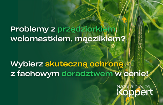 PodOsłonami20250214 Koppert