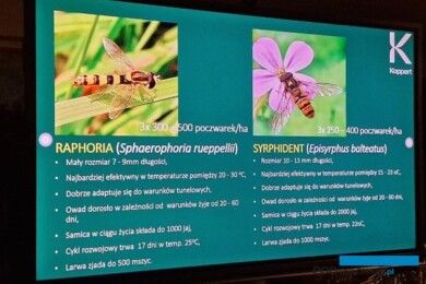 Gatunki bzygów wykorzystywane w ochronie biologicznej