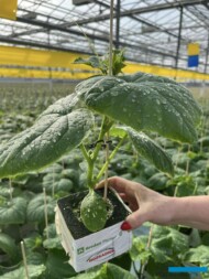 Rozsada ogórka (fot. Rozsadnik)