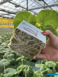 Mocno rozbudowany system korzeniowy rozsady ogórka (fot. Rozsadnik)