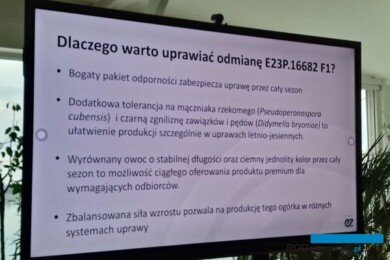 Nowa odmiana ogórka E23P.16682 - charakterystyka