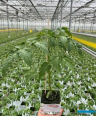 Nieszczepiona rozsada pomidora (fot. Rozsadnik)