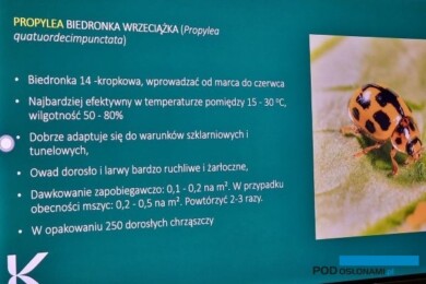 Charakterystyka biedronki polecanej jako naturalny wróg szkodników