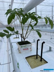 Tzw. półprodukt - młode dwupędowe, szczepione rośliny pomidora (fot. Rozsadnik)