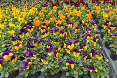Viola cornuta_PennyPro_APELDOORN Syngenta Flowers SpringTrials 2025