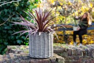 Cordyline_Evanthia
