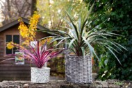 Cordyline_Evanthia