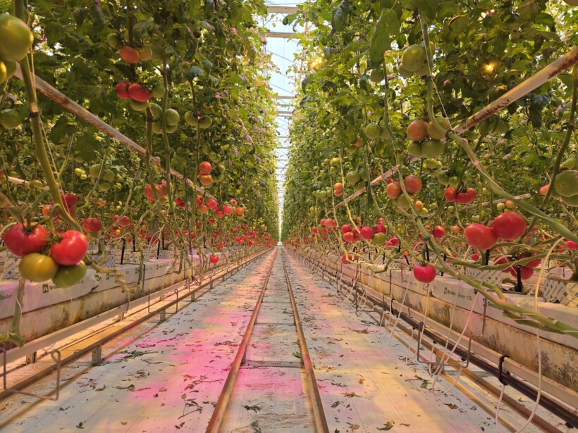 Plonowanie pomidorów w uprawie doświetlanej w rejonie Warszawy (fot. M. Szymczak)