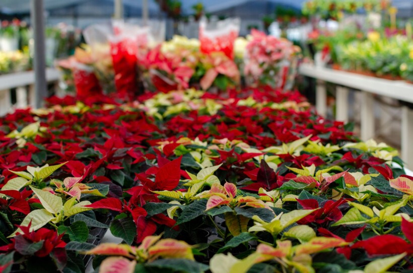 Alar 85 SG, regulowanie wzrostu roślin, Agrosimex