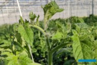 Wierzchołek rośłiny pomidora, koniec lutego 2025