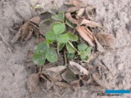 Objawy Verticillium na truskawce