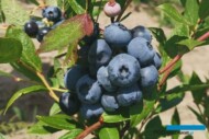 Owoce borówki Demeter