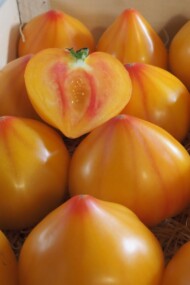 Pomidor Flamasun (fot. Hazera)