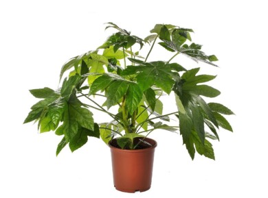 Fatsja japonica (fot. Evanthia)