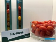 Pomidor HA 48295