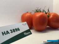 Pomidor HA 3896