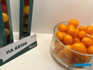 Pomidor 48100