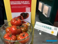 Pomidor 44568
