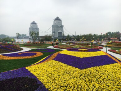 Viola cornuta Penny Pro_Syngenta Flowers