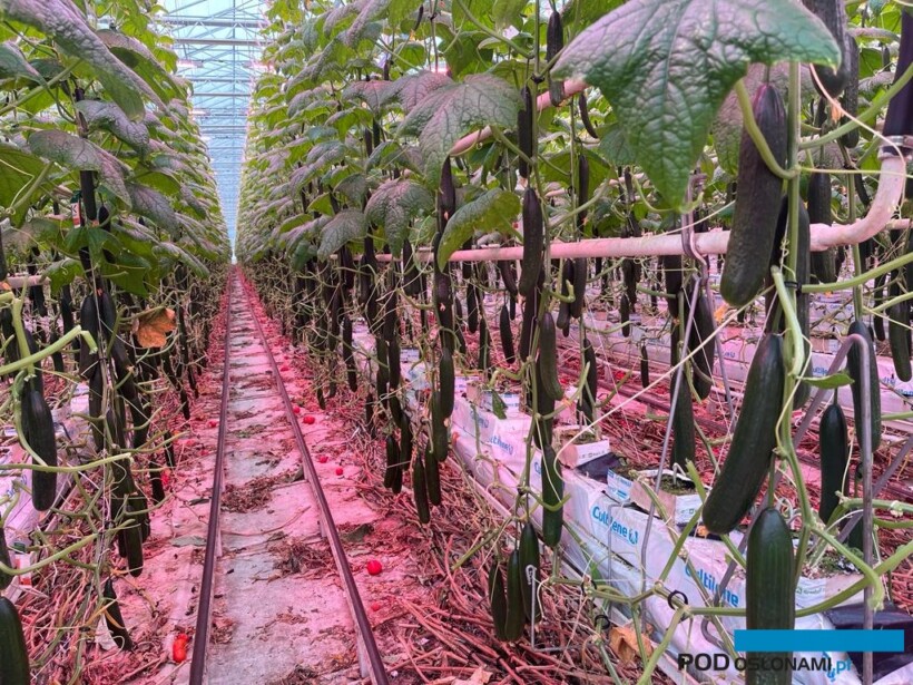 Plonowanie ogórków w uprawie z doświetlaniem asymilacyjnym (fot. M. Szymczak)