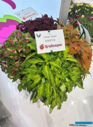 Coleus Arabesque_Gruppo Padana_Myplant-and-Garden 2025_fot. A-Cecot
