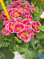 Primula vulgaris (syn. P. acaulis) Sweetie_Planta_Myplant-and-Garden 2025_fot. A-Cecot