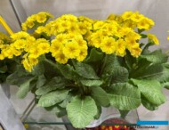 Primula elatior Veristar Mid Yellow_Planta_Myplant-and-Garden 2025_fot. A-Cecot