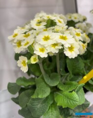 Primula elatior Veristar Late White_Planta_Myplant-and-Garden 2025_fot. A-Cecot
