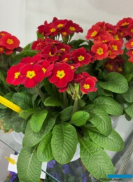 Primula elatior Veristar Late Red_Planta_Myplant-and-Garden 2025_fot. A-Cecot
