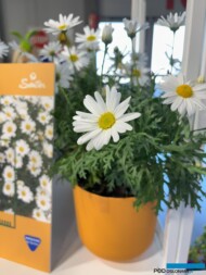 Argyranthemum frutescens_Sentier_Myplant-and-Garden 2025_fot. A-Cecot