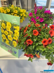 Calibrachoa Dora_Sentier_Myplant-and-Garden 2025_fot. A-Cecot