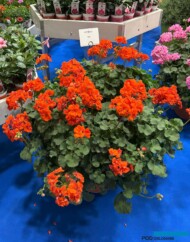 Pelargonium zonale Gran Gala-test_Lazzeri_Myplant-and-Garden 2025_fot. A-Cecot
