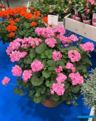 Pelargonium zonale Gran Gala_Lazzeri_Myplant-and-Garden 2025_fot. A-Cecot