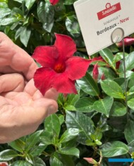 Mandewila Sundaville Bordeaux Red_Lazzeri_Myplant-and-Garden 2025_fot. A-Cecot